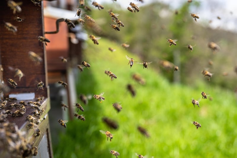 Healthy Honey
